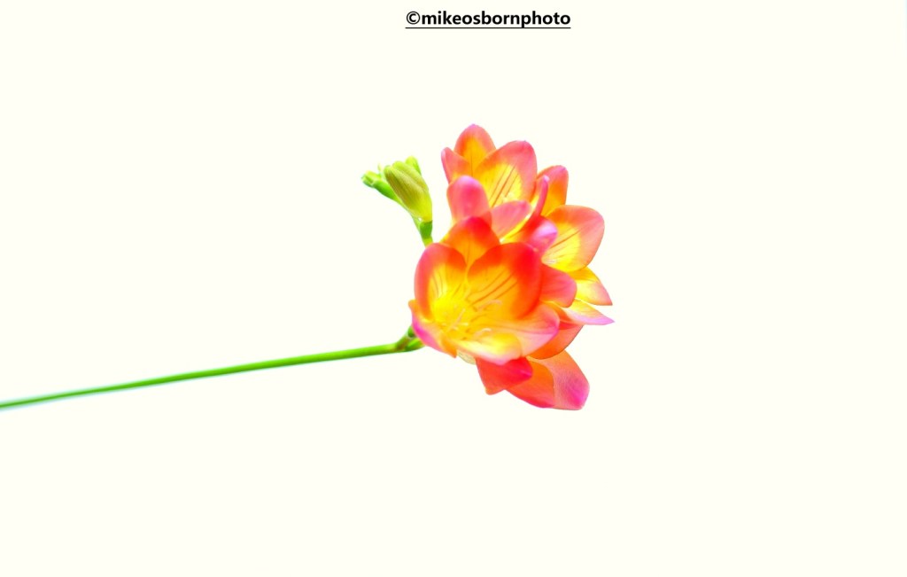 Pink and yellow Freesia stem