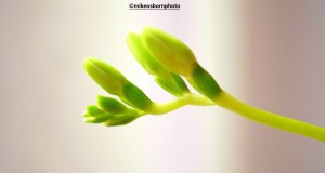 Freesia buds