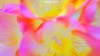 Pink and yellow Freesia petals