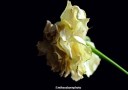 Dramatic view of a deteriorating white rose