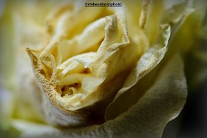 Dessicated petals of a white rose