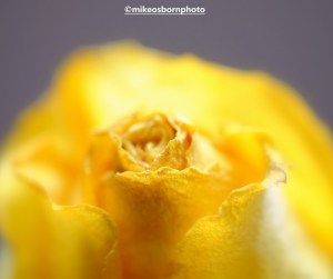 Deteriorating yellow rose