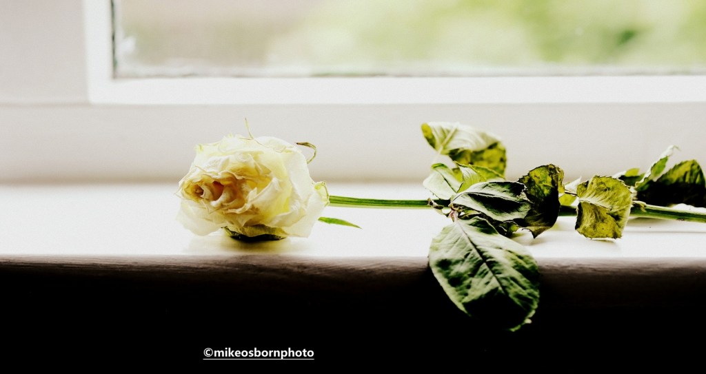 Dying white rose