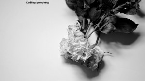 Black and white image of decaying white rose stems