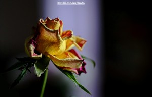 Dried up and decaying yellow and red rose bloom
