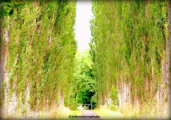 Tree avenue at Fletcher Moss Park, Manchester