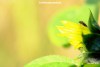 An insect rests on a small sunflower bloom