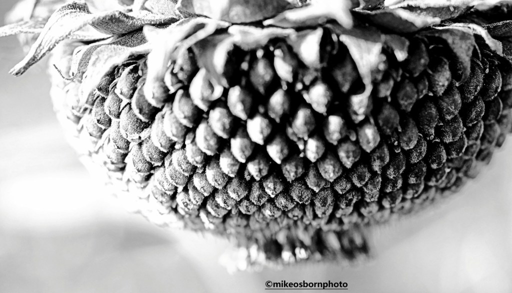 Ripe sunflower seeds on a mature plant