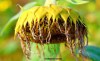 A ragged sunflower head in autumn