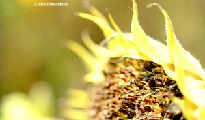 A sunflower head after its flowers have dropped