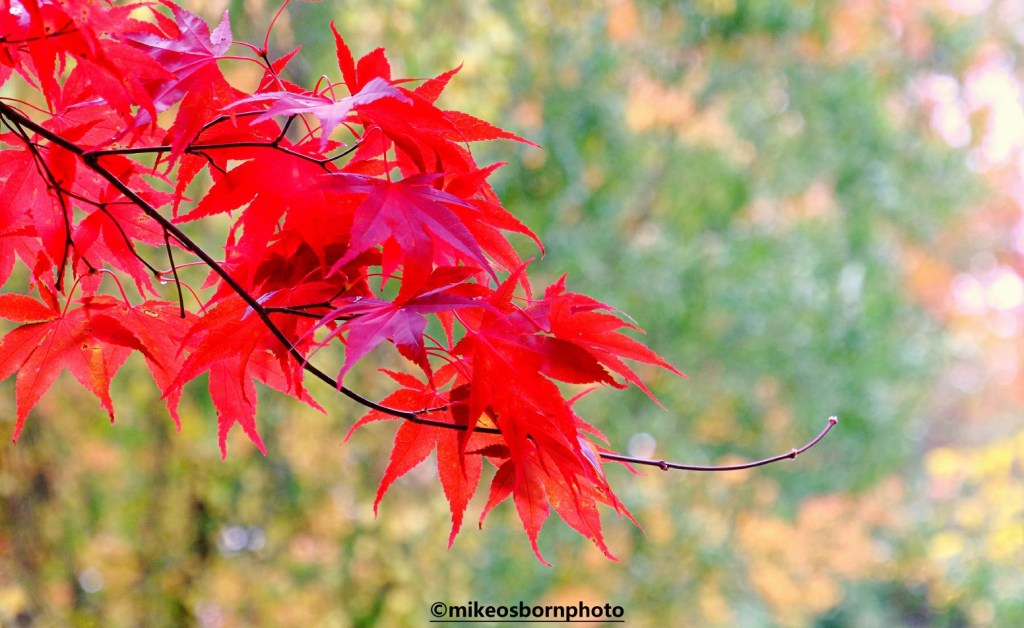 Deep red Acer leaves in autumn at Fletcher Moss Park in Manchester