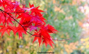 Deep red Acer leaves in autumn at Fletcher Moss Park in Manchester