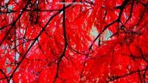 Flaming red Acer leaves in autumn