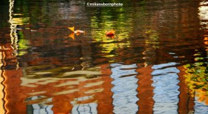 Autumn leaves floating on the canal at Castlefield in Manchester
