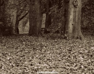 A carpet of autumn leaves at woodland near Didsbury in Manchester