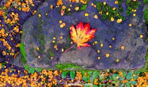 A single yellow and red autumn leaf