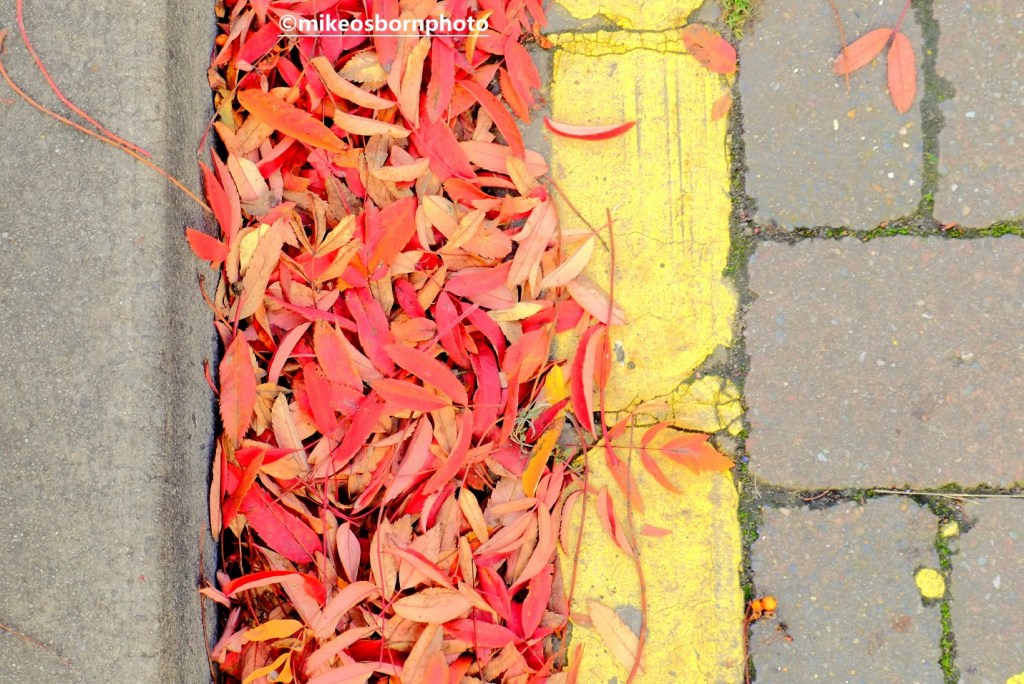 Fallen leaves next to a yellow parking line
