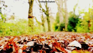 A carpet of leaves on the floor of woodland in Didsbury, Manchester