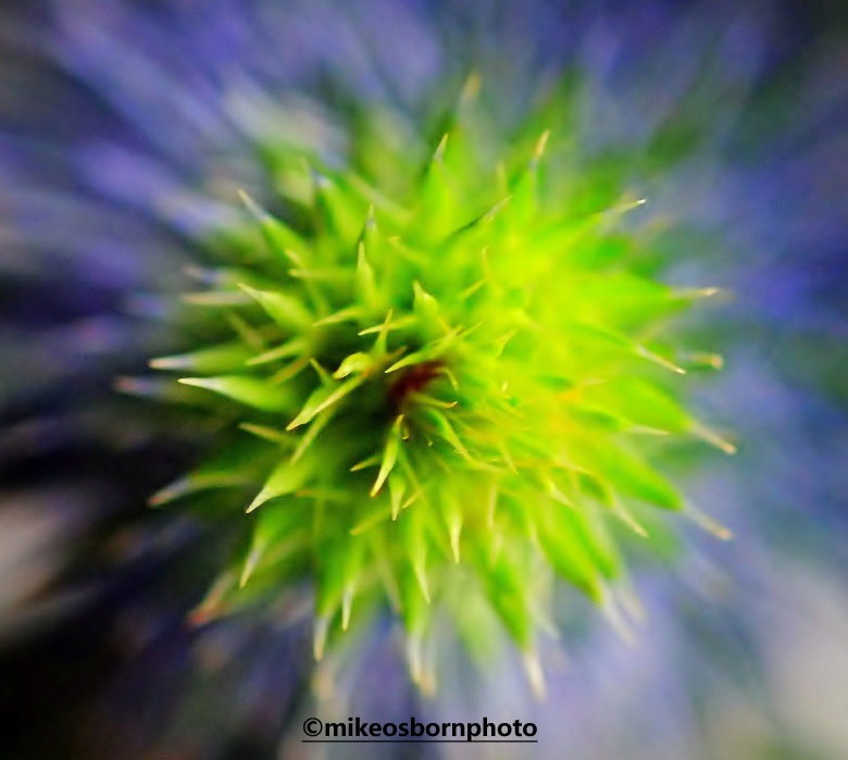 A close-up view of a Sea Holly thistle
