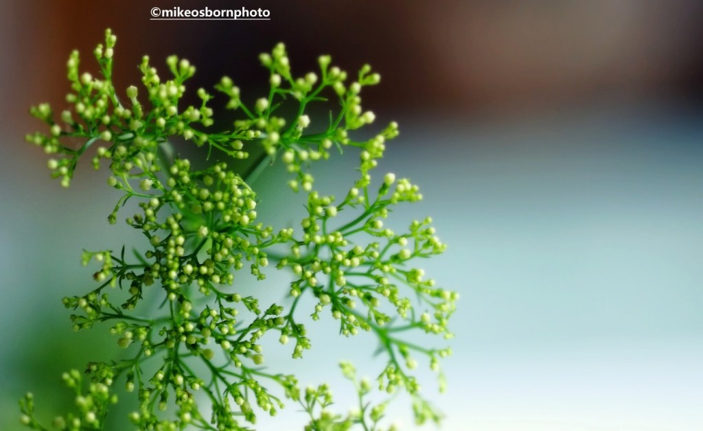 The buds of an Umbellifer plant