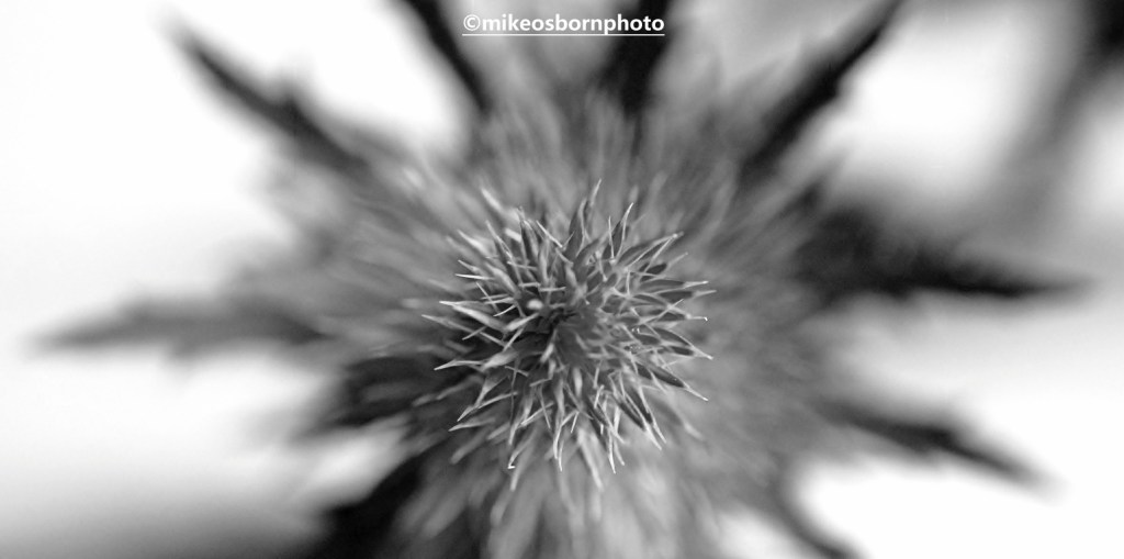 Close-up of a Sea Holly thistle