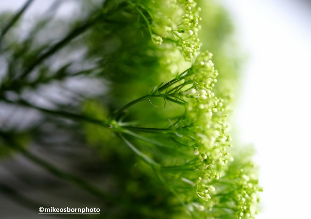 Umbellifer plants with their white flowering buds