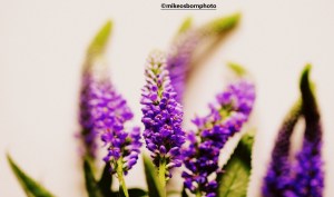 Stalks of mauve Veronica flowers