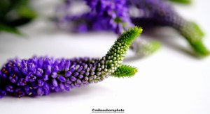 Mauve Veronica flowers