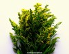 A spray of yellow Goldenrod flowers