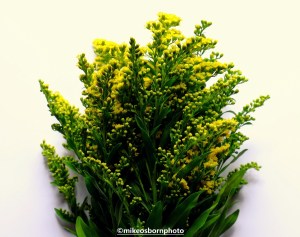 A spray of yellow Goldenrod flowers