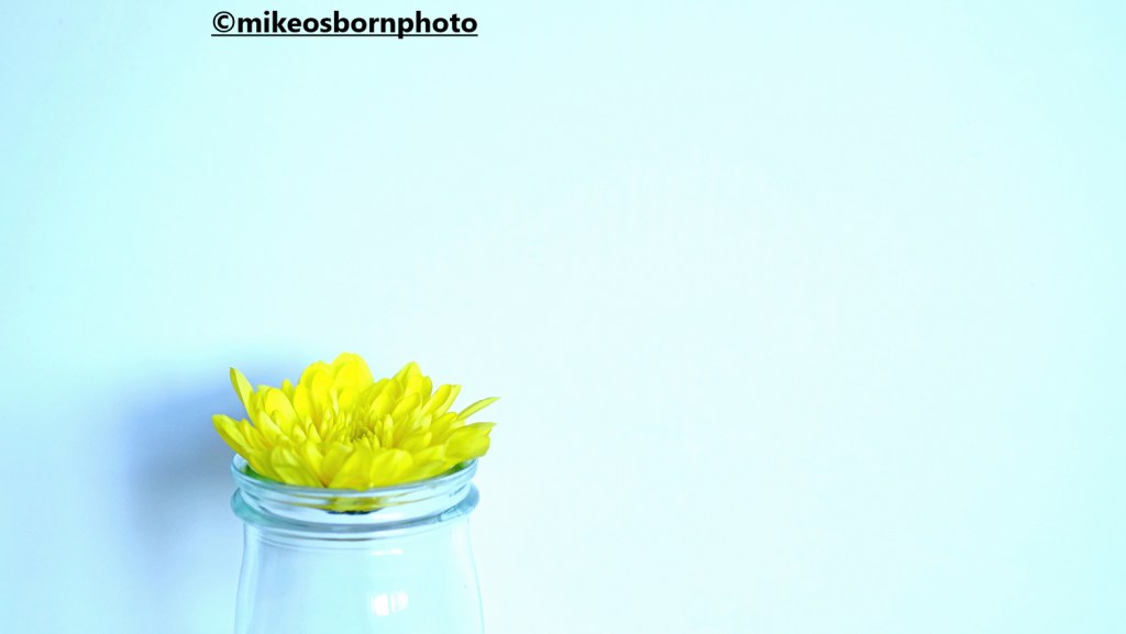 A single yellow chrysanthemum bloom