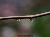 Two droplets on a single branch