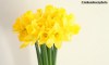 Bright yelow Daffodils