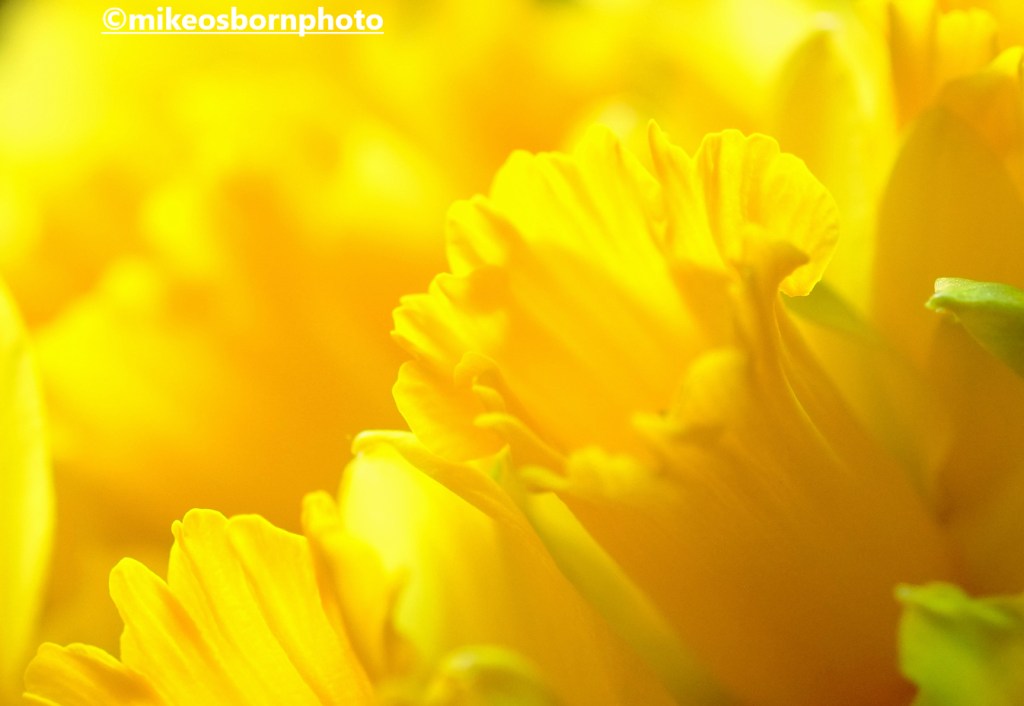 A close-up of rich yellow Daffodils