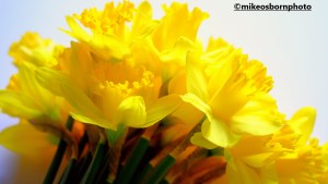 A bouquet of Daffodils