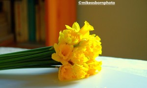 A bunch of Daffodils laying on a table