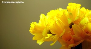 Sunlit Daffodils