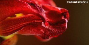 A decaying scarlet tulip