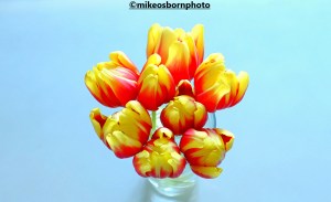 Bright vase of red and yellow tulips