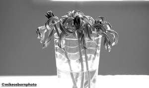 Decaying tulips in a vase, in black and white