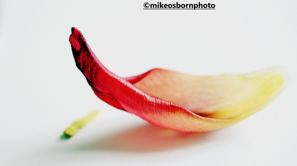 Fallen red tulip petal