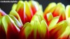 Red and yellow tulip blooms
