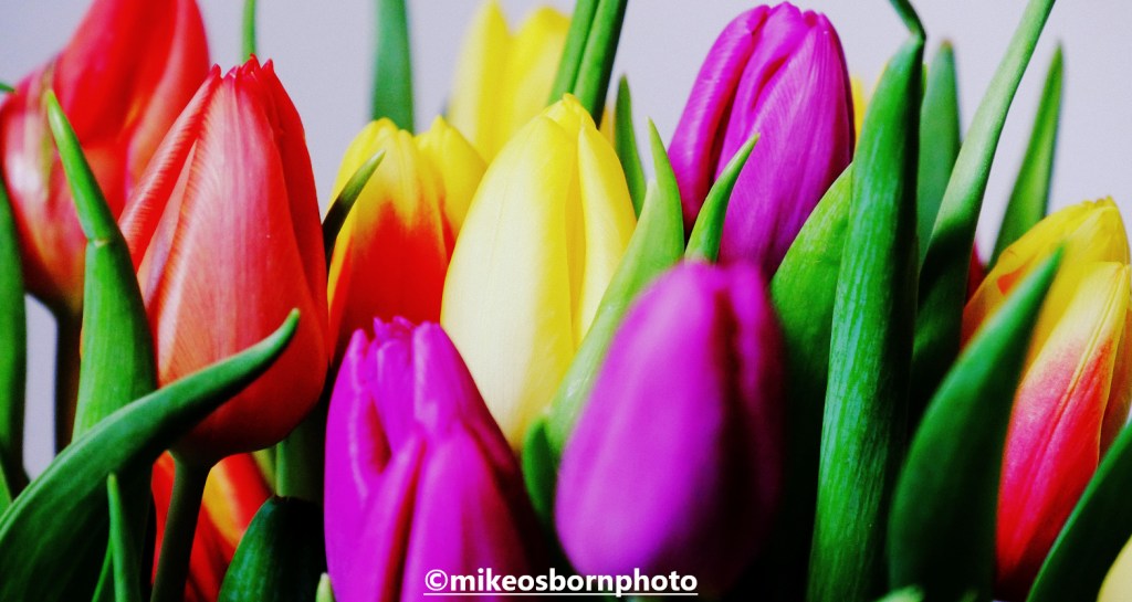 Multi-coloured tulip blooms