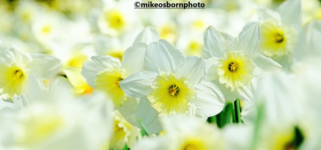 White daffodils at Dunham Massey, Cheshire