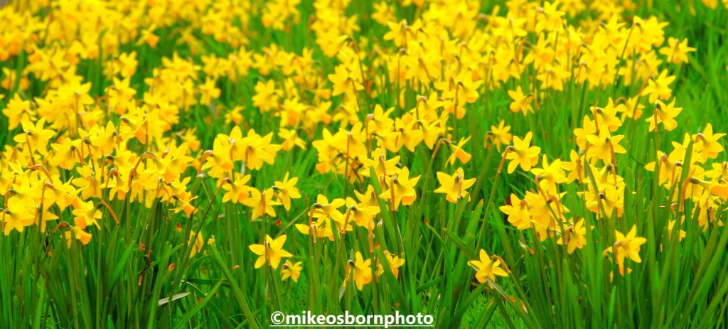 Daffodils in Parsonage Gardens, Manchester