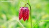 Fritillary bloom in Dunham Massey, Cheshire