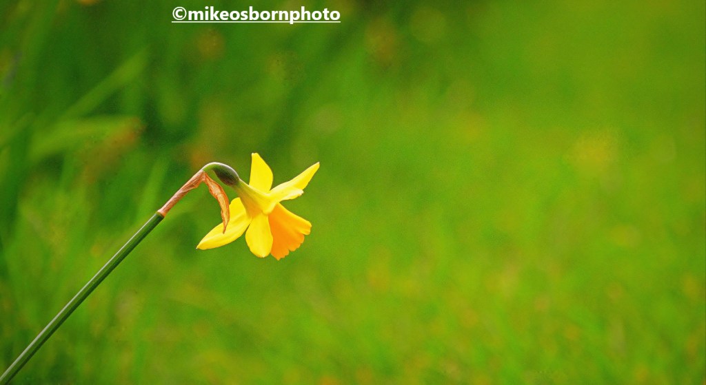 A single daffodil in Parsonage Gardens, Manchester