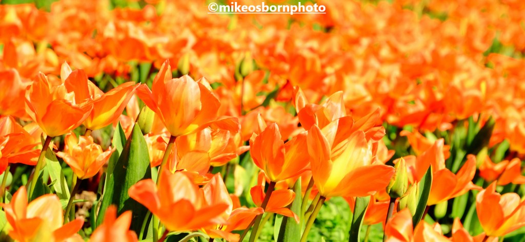 A mass of peach tulips at Dunham Massey, Cheshire