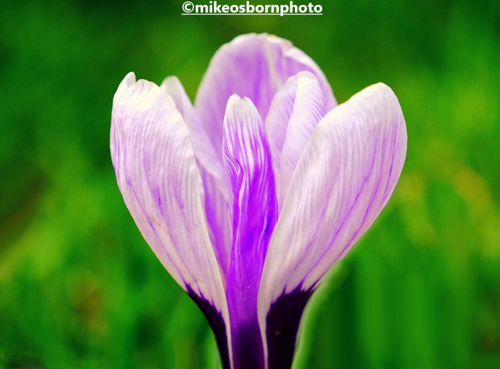 Crocus bloom