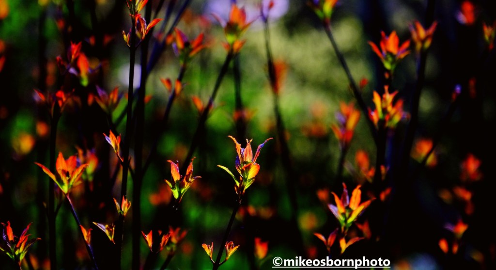 Red and green Spring shoots at Dunham Massey, Cheshire